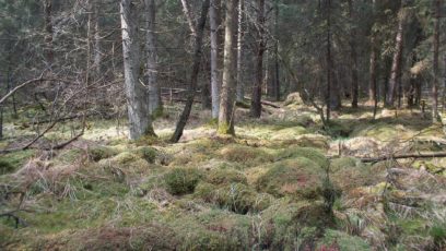 Der Moorwald im Reichenholzrieder Moor ist eines der zahlreichen Projekte zur Moorrenaturierung in Bayern. © Dr. Stefan Müller-Kroehling, LWF