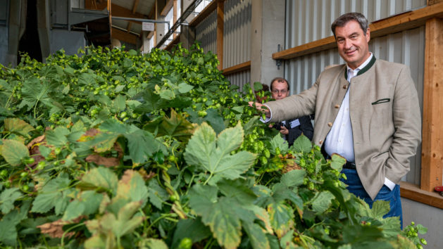 Ministerpräsident Dr. Markus Söder, MdL, zum Beginn der Hopfenernte.