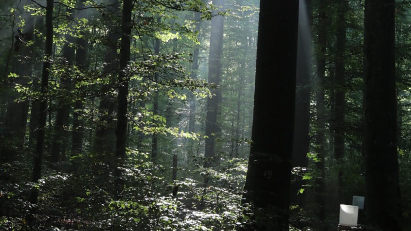 Der Kranzberger Forst bei Freising.