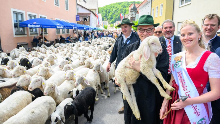 Rund 1.000 Schafe und Ziegen ziehen beim Altmühltaler Lammauftrieb durch Mörnsheim.