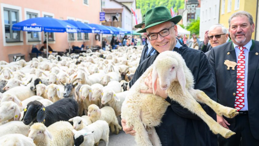 Staatsminister Dr. Florian Herrmann beim Altmühltaler Lammauftrieb 2025 in Mörnsheim.