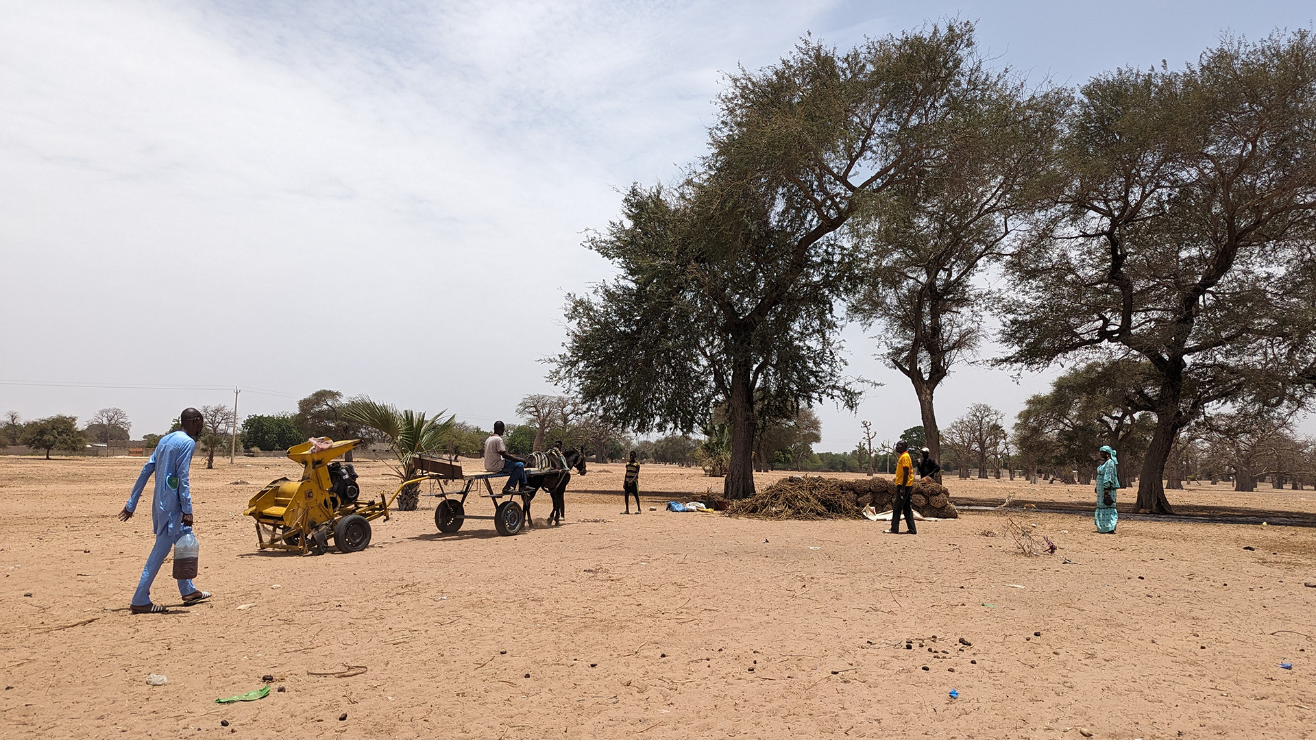 250709_Bayern in der Welt_Foto Entwicklungspolitik_169 Bauern beim Dreschen von Hirse im Senegal. Die Mechanisierung der Landwirtschaft verbessert die Lebensbedingungen vor Ort.