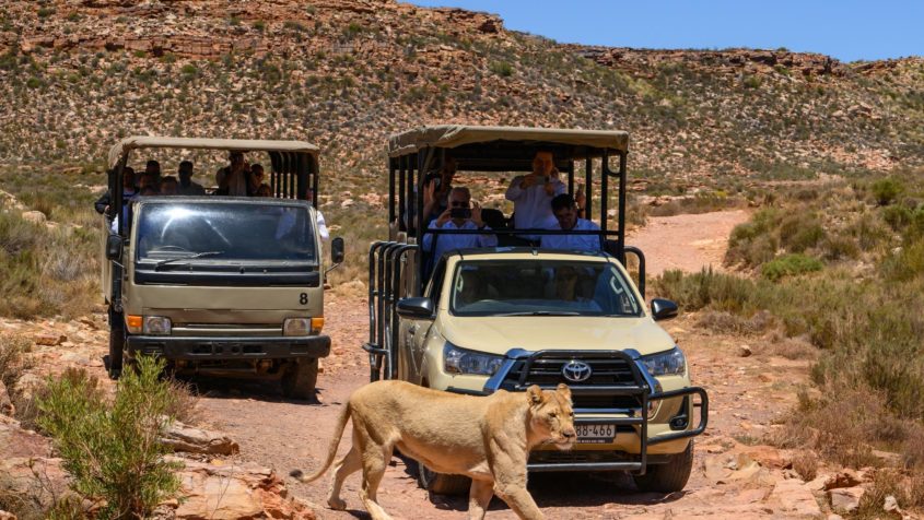 Fahrt durch das Aquila Private Game Reserve.